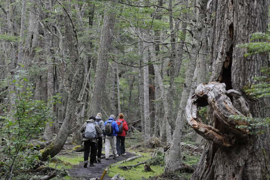 Tierra del Fuego National Park: Small Group Tour with Lunch - From Ushuaia to the End of the World Station