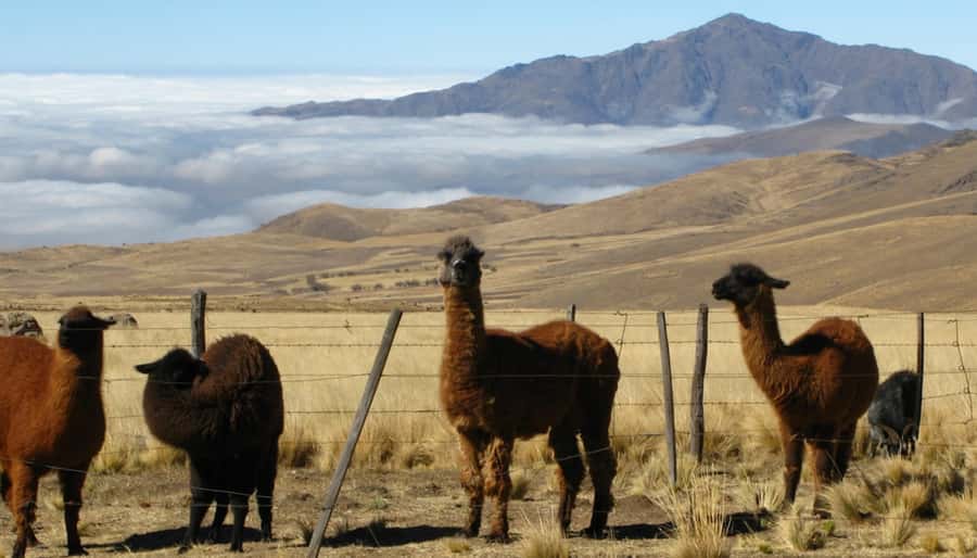 Tucumán: Tafí del Valle Full Day Tour - Key points at a glance