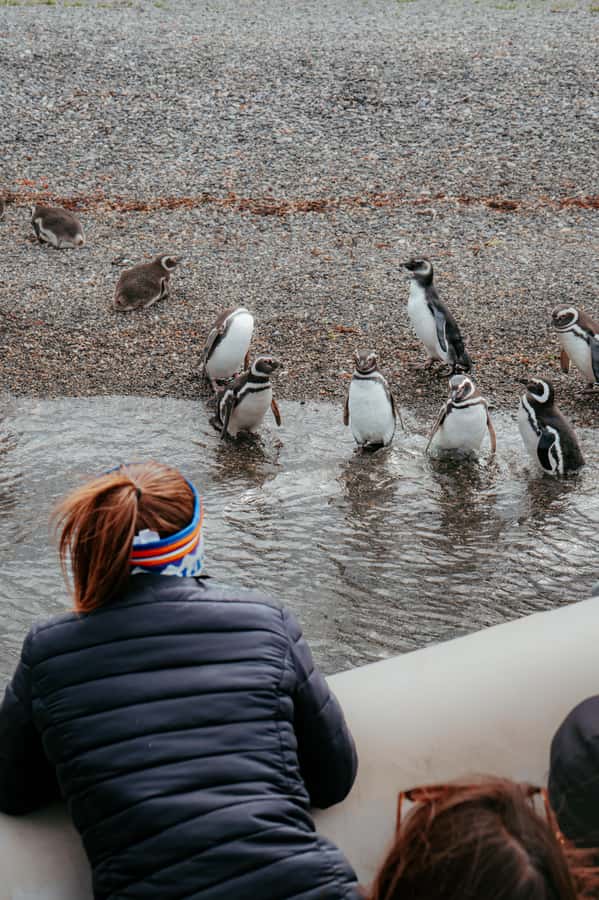 USHUAIA: ALMANZA, THE SPIDER CRAB ROUTE & PENGUIN SIGHTING - Key points to know before booking