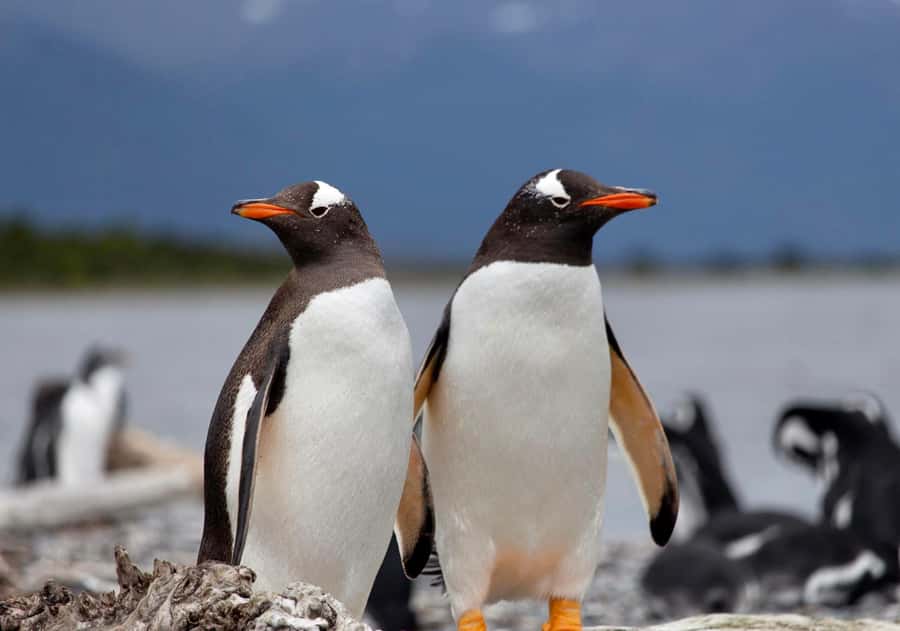 USHUAIA: ALMANZA, THE SPIDER CRAB ROUTE & PENGUIN SIGHTING - Why this route feels different from a standard Ushuaia outing
