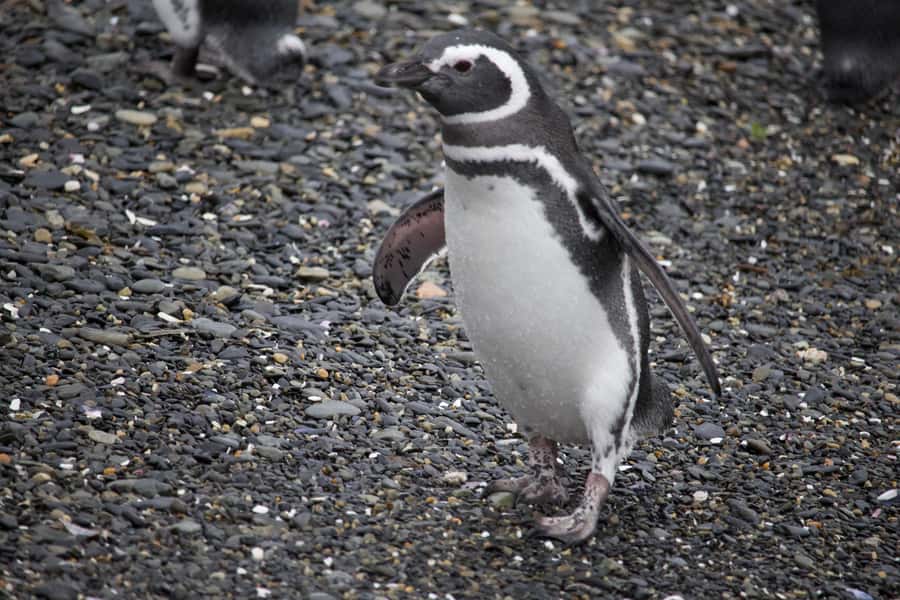 USHUAIA: ALMANZA, THE SPIDER CRAB ROUTE & PENGUIN SIGHTING - Group size, guiding, and language