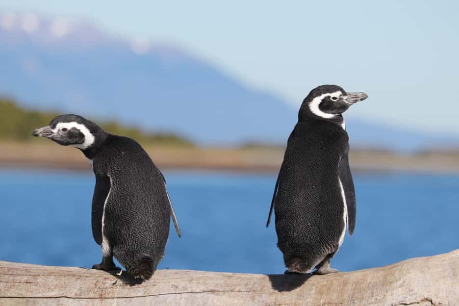 Ushuaia: Beagle Channel and Penguin Island - Key points at a glance