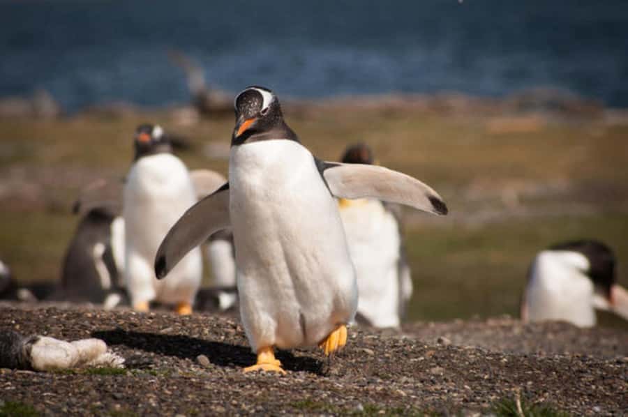 Ushuaia: Beagle Channel and Penguin Island - Getting to the green Catamaranes Canoeros booth
