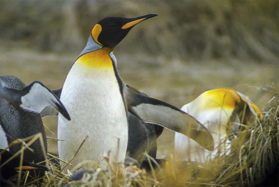 Ushuaia: Beagle Channel Boat Tour and Penguin Experience - Getting to the island from Harberton Ranch