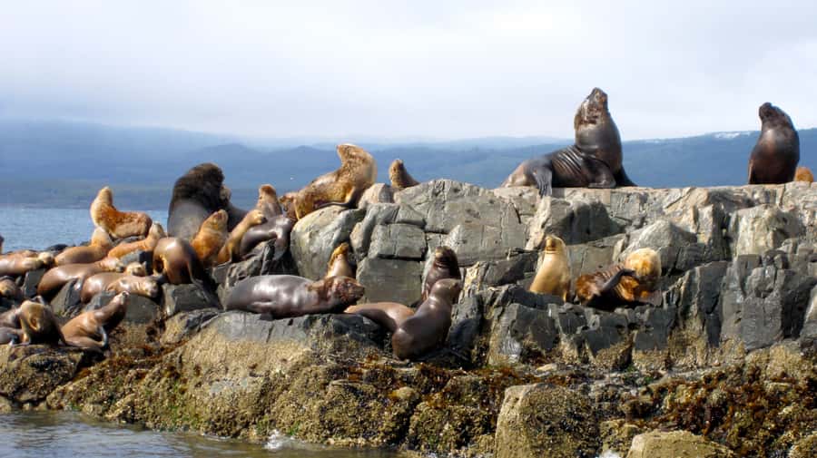 Ushuaia: Beagle Channel Boat Tour and Penguin Experience - Les Éclaireurs Lighthouse and Bridges Islands
