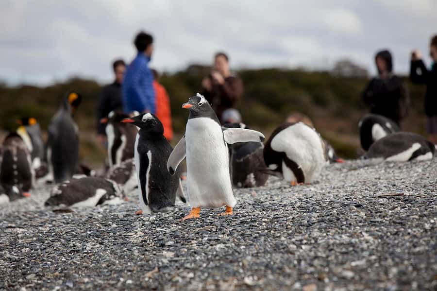 Ushuaia: Beagle Channel Boat Tour and Penguin Experience - How the day is organized