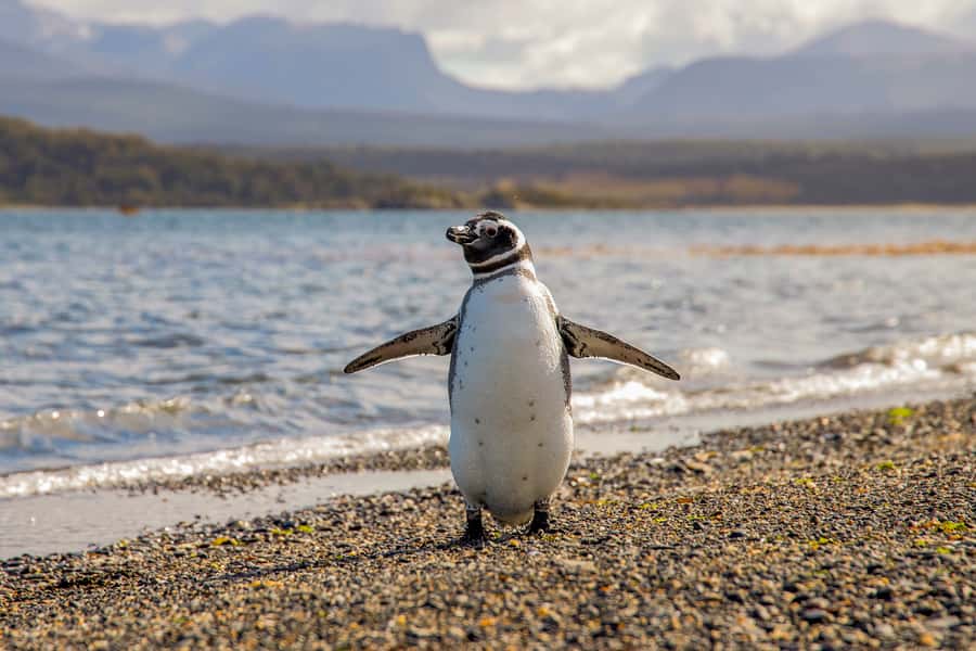 Ushuaia: Beagle Channel Boat Tour and Penguin Experience - Boats, buses, and comfort