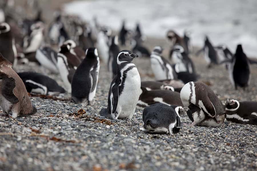 Ushuaia: Beagle Channel Boat Tour and Penguin Experience - The guides can shape the experience