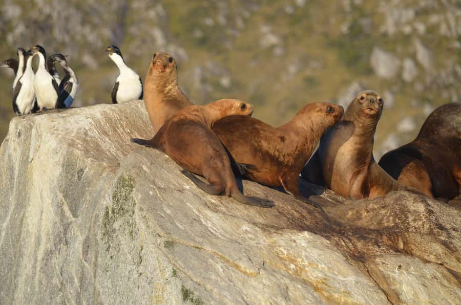Ushuaia: Beagle Channel Catamaran Tour - Boarding at Av. Prefectura Naval Argentina 410
