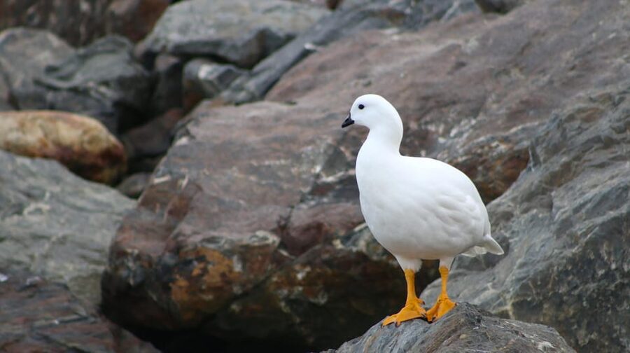Ushuaia: Beagle Channel Catamaran Tour - The short landing on Bridges Island