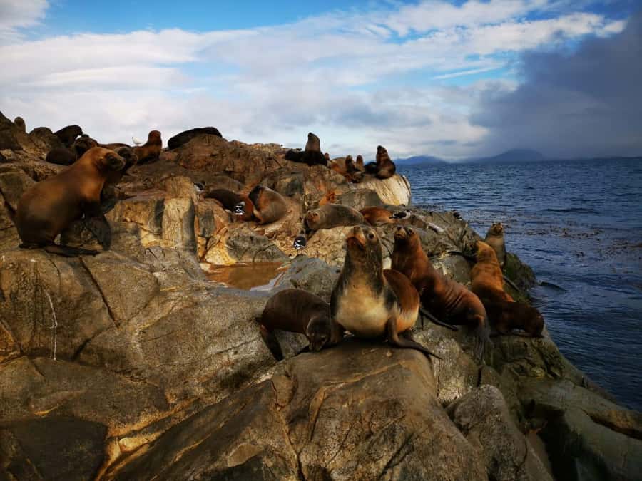 Ushuaia: Beagle Channel Catamaran Tour - Who should book this Ushuaia cruise