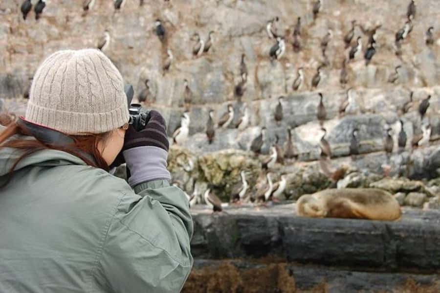 Ushuaia: Beagle Channel Penguin Colony Tour - Should you book this penguin tour?