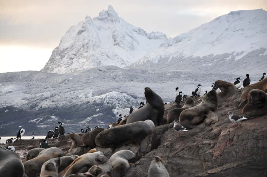 Ushuaia: Beagle Channel & Sea Wolves Island Catamaran Cruise - Key points for your Beagle Channel outing