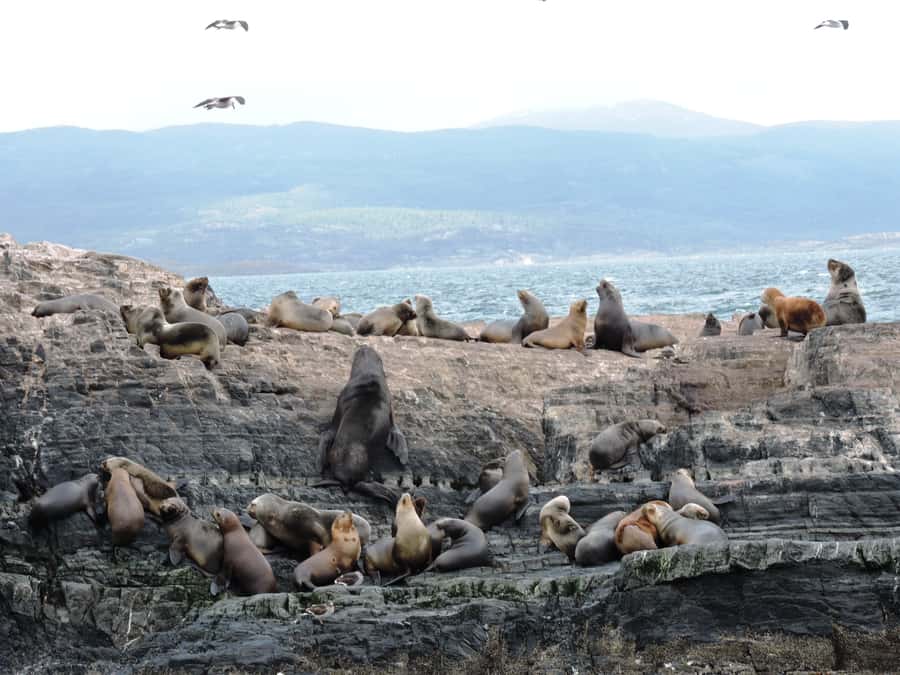 Ushuaia: Beagle Channel & Sea Wolves Island Catamaran Cruise - How comfortable is the boat?