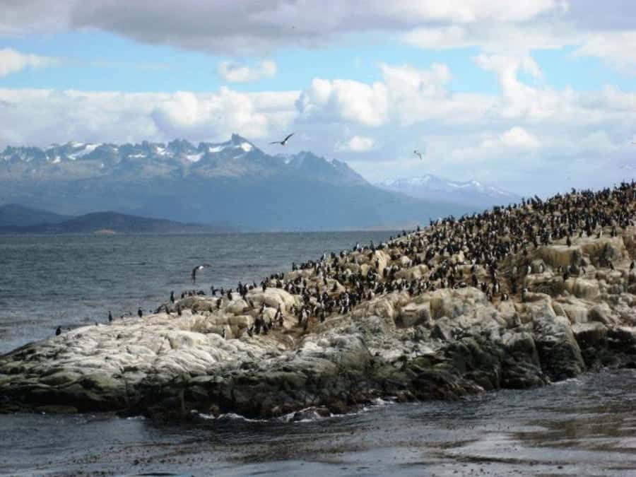 Ushuaia: Beagle Channel, Seal Island & Bridges Islands Tour - Who will enjoy this Beagle Channel cruise