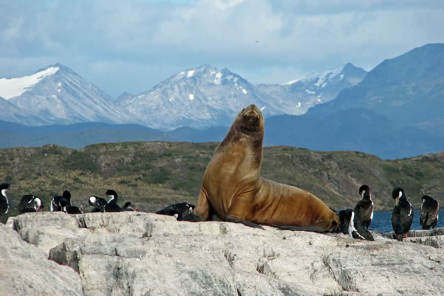 Ushuaia: Beagle Channel, Seal Island & Bridges Islands Tour - Bird Island and its busy seabird colonies