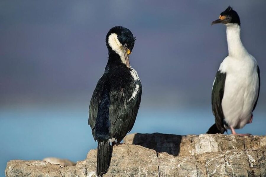 Ushuaia: Beagle Channel, Seal Island & Bridges Islands Tour - Les Eclaireurs Lighthouse and the Monte Cervantes story