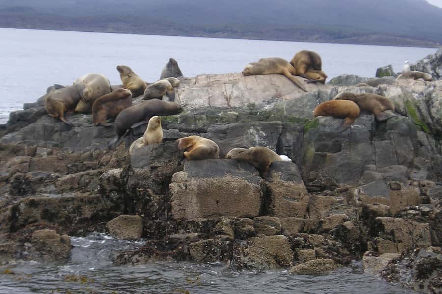 Ushuaia: Beagle Channel, Seal Island & Bridges Islands Tour - Returning through Paso Chico
