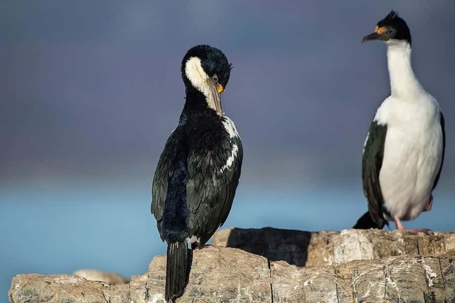 Ushuaia: Beagle Channel, Seal Island & Bridges Islands Tour - What the $88 price gives you