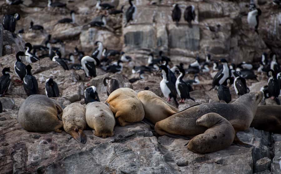 Ushuaia: Catamaran Sailing to Penguin Island - Sea Lion Island and the first wildlife stop