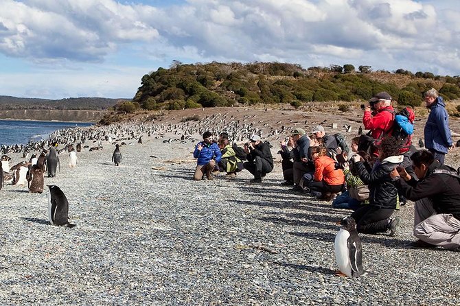 Ushuaia: Martillo Island and Walk Among Penguins Full-Day Tour - The semi-rigid boat ride to Martillo Island