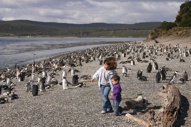 Ushuaia: Martillo Island and Walk Among Penguins Full-Day Tour - Guides, timing, and the details that matter