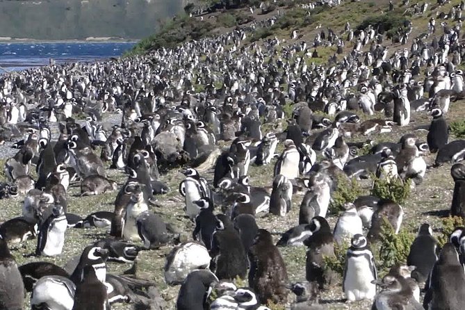 Ushuaia: Martillo Island and Walk Among Penguins Full-Day Tour - Starting in Ushuaia beside the Beagle Channel