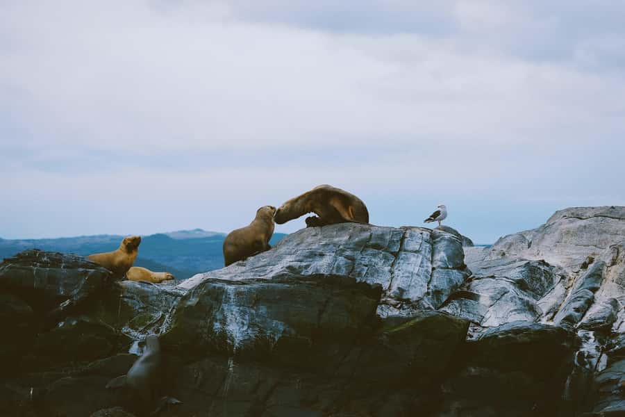 USHUAIA | Navigation: Sea Lions, Birds and Lighthouse - Leaving Ushuaia for the Beagle Channel