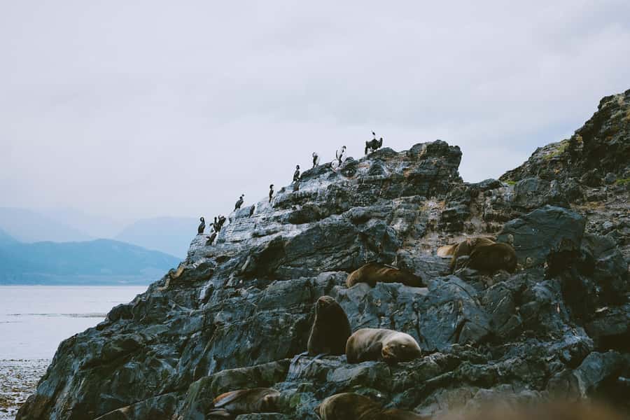 USHUAIA | Navigation: Sea Lions, Birds and Lighthouse - Sea Lion Island and the sound of the channel
