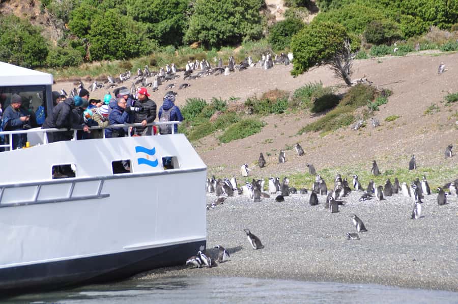 Ushuaia: Penguin Watching Tour by Catamaran - Key points at a glance