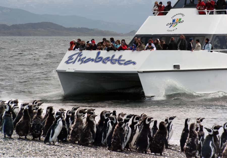 Ushuaia: Penguin Watching Tour by Catamaran - Why this catamaran trip is worth considering