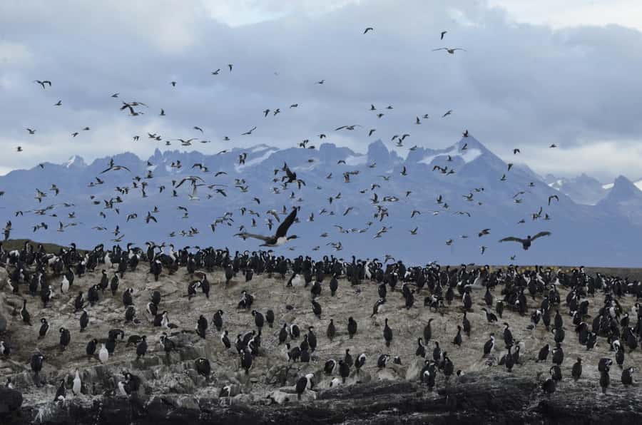 Ushuaia: Penguin Watching Tour by Catamaran - Sea Lion Island and the Bridges Archipelago