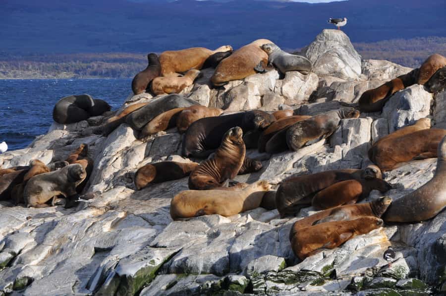 Ushuaia: Penguin Watching Tour by Catamaran - Martillo Island, the penguin highlight
