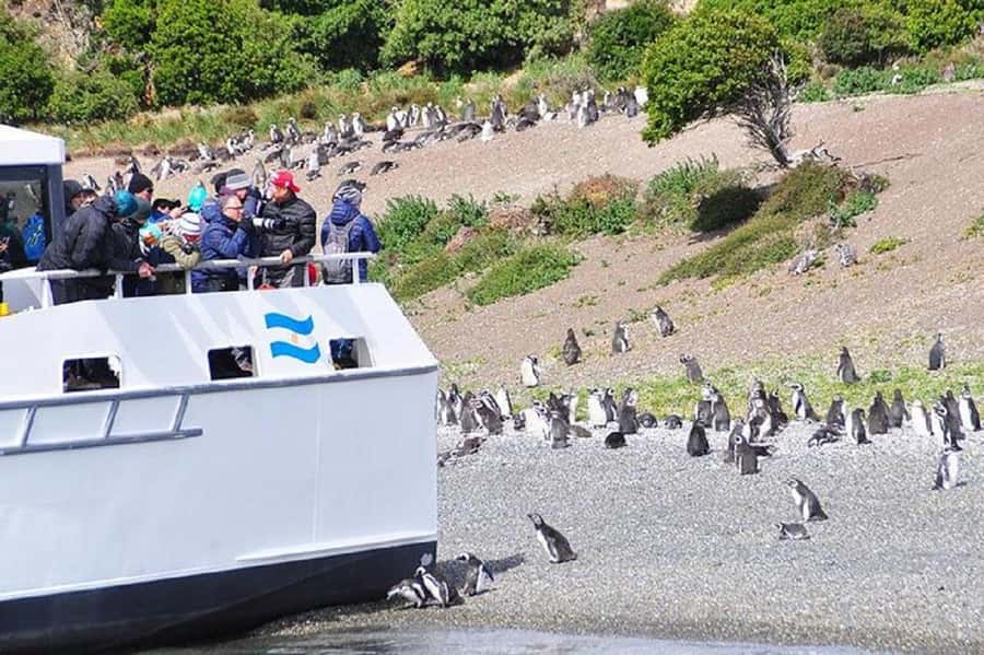 Ushuaia: Sailing Beagle Channel to the Penguin Colony - Los Pájaros Island and the birdlife