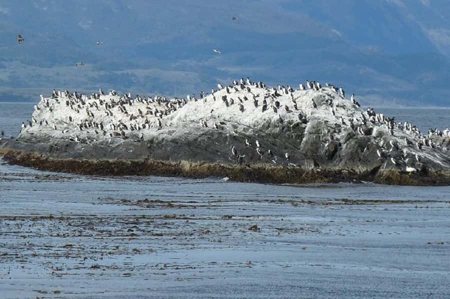 Ushuaia: Sailing Beagle Channel to the Penguin Colony - Martillo Island and the Magellanic penguins