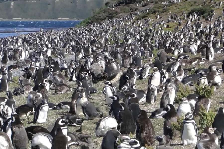 Ushuaia: Sailing Beagle Channel to the Penguin Colony - Sailing the Beagle Channel