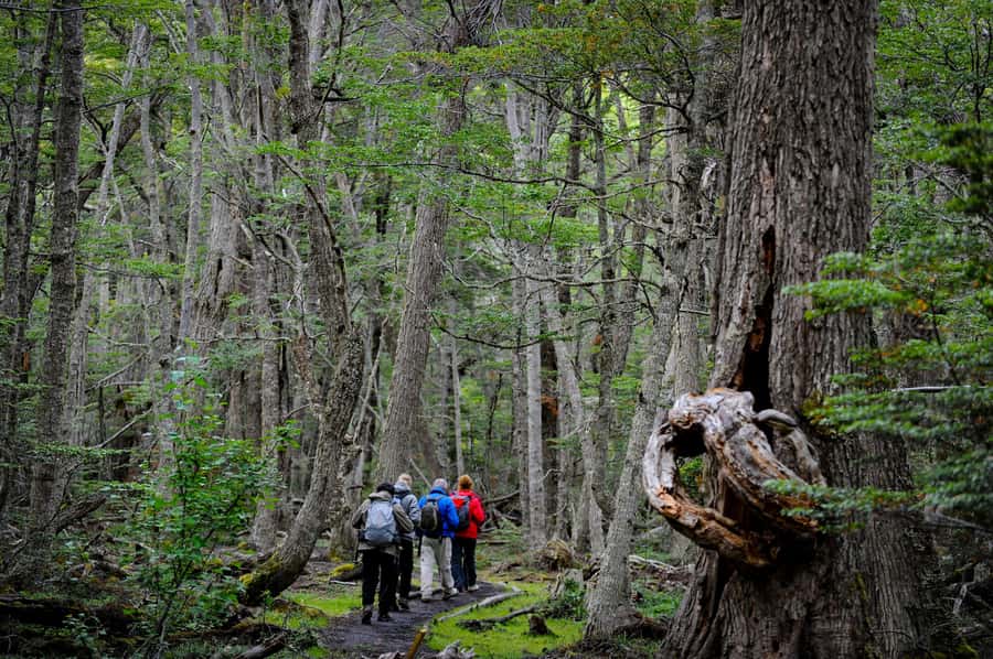 Ushuaia: Tierra del Fuego National Park Tour with Lunch - Who Will Get the Most From This Tour?