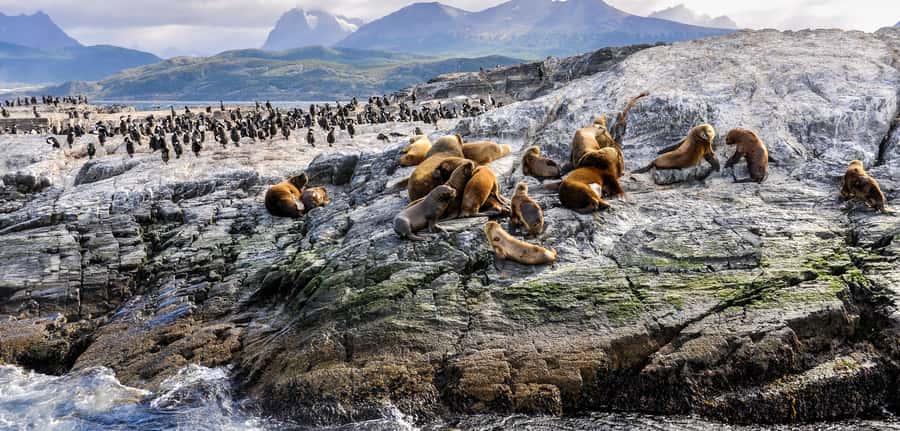 Ushuaia: Tour: Beagle Channel Navigation - Key points to know before sailing