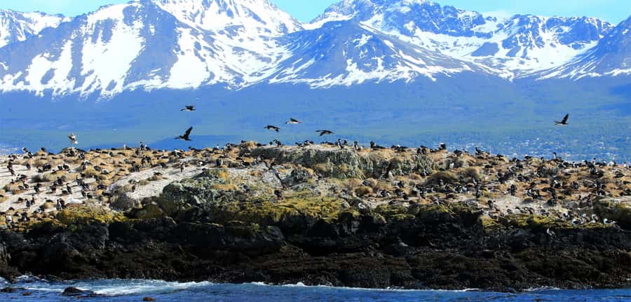 Ushuaia: Tour: Beagle Channel Navigation - Isla de los Lobos and the sea lions