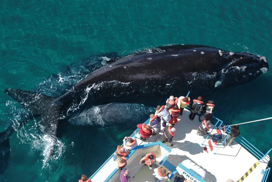 Valdes Peninsula: Full Day with Whale Watching - Why Valdes Peninsula is worth a full day