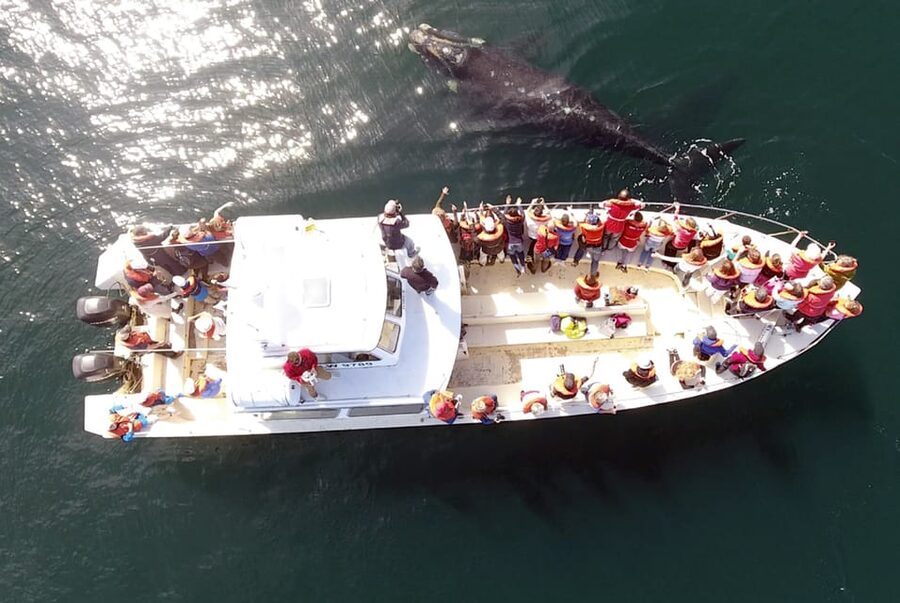 Valdes Peninsula: Full Day with Whale Watching - June to November: southern right whales