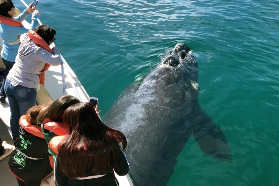 Valdes Peninsula: Full Day with Whale Watching - Caleta Valdés and Punta Cantor