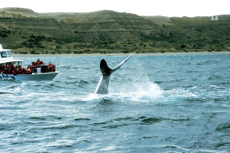 Valdes Peninsula: Full Day with Whale Watching - Punta Norte and the route back