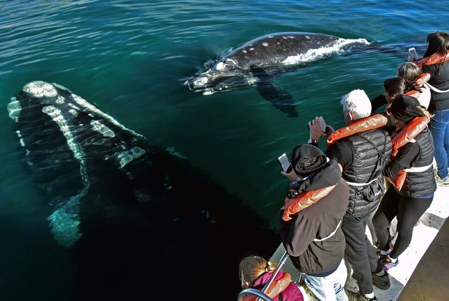 Valdes Peninsula: Full Day with Whale Watching - Is $298 good value?
