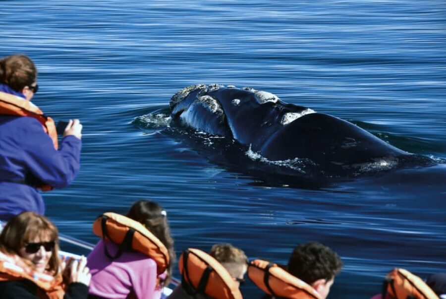 Valdes Peninsula: Full Day with Whale Watching - Who will enjoy this outing most