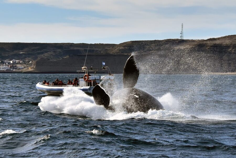 Valdes Peninsula: Full Day with Whale Watching - Practical details that affect your day