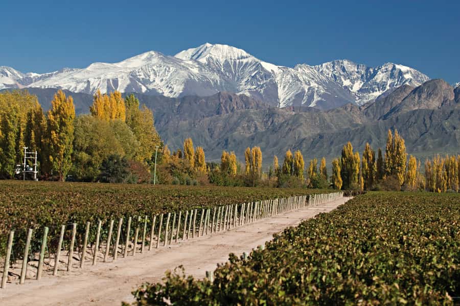 Valle de Uco: Private Full Day Wine Tour with 3-Course Lunch - The $605 price and who gets value