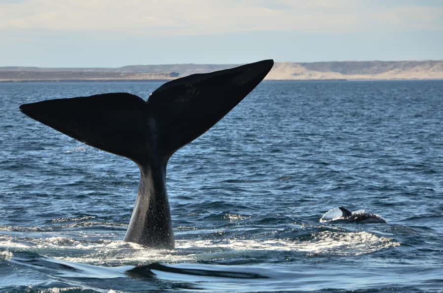 Whale Watching Boat - Meeting Southern Right Whales in Puerto Pirámides