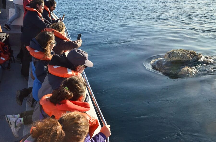 Whale Watching Boat - Boat size, comfort, and the feel of the outing