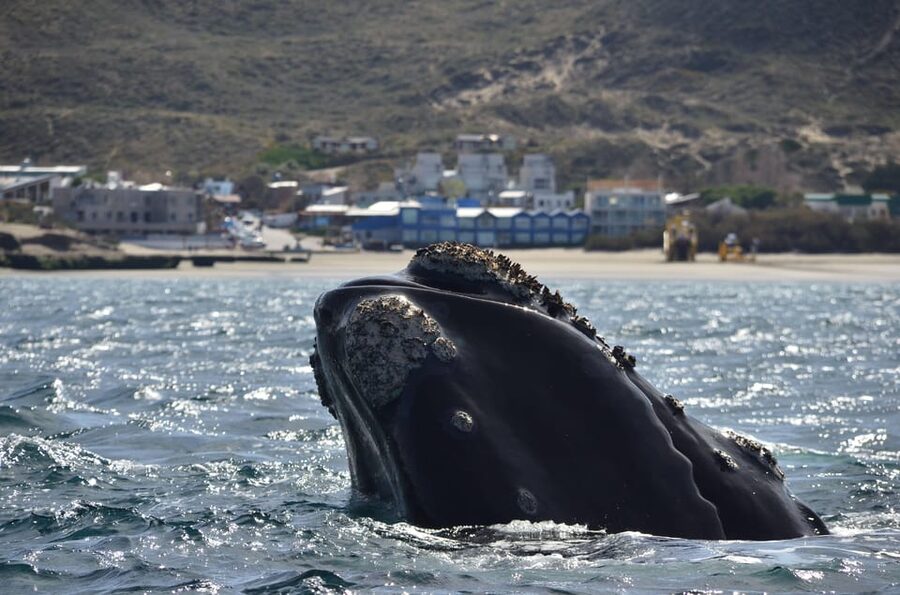 Whale Watching Boat - Should you book the Puerto Pirámides boat?